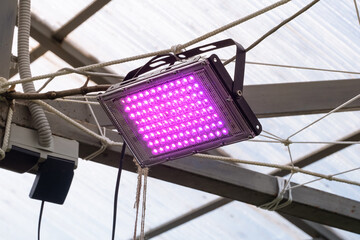 Pink color LED grow light rays in a greenhouse