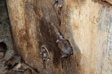 Ratten in Maueröffnungen - Karni Mata - Rattentempel in Indien