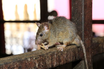 Ratte auf Metallzaun - Karni Mata - Rattentempel in Indien