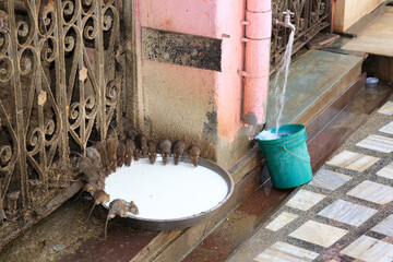 Ratten trinken Milch - Karni Mata - Rattentempel in Indien