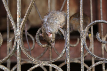 Ratte auf Gitter - Karni Mata - Rattentempel in Indien