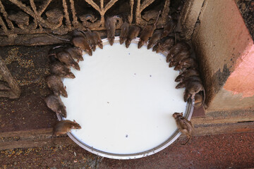 Ratten trinken Milch - Karni Mata - Rattentempel in Indien