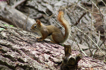 Squirrel Sitting on a Log