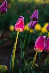 tulips in the garden