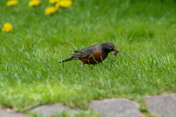 Robin Hunched in the Grass with a Worm