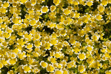 Obraz premium Limnanthes douglasii (poached eggplant). Particularly attractive to bees.