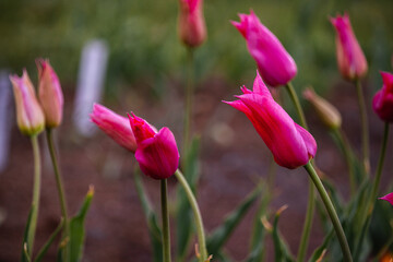 different varieties of tulips in spring