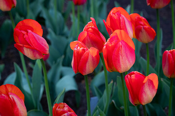 different varieties of tulips in spring