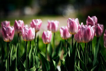 Obraz premium Purple tulips on a sunny summer day. Flowers in the sun. Flora