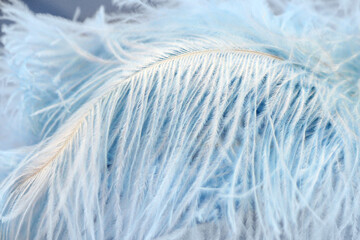 Closeup of big fluffy blue feather. Romantic pastel background