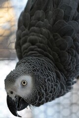 African Grey parrot hanging upside down and looking at the camera