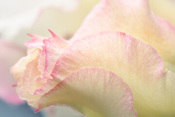 Light cream and pink petals of desert rose bud, soft pastel flower background.