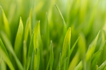 Fototapeta na wymiar Fresh green grass background macro image. selective focus.