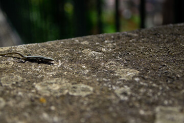lizard on the slabs