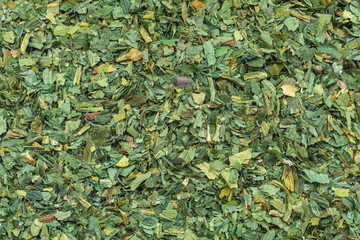 Chopped leaves of dried ramsons also called buckrams, wild garlic, and bear leek used in a kitchen...