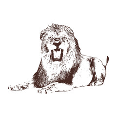 lion Vector drawing illustration black and white engrave isolated illustration