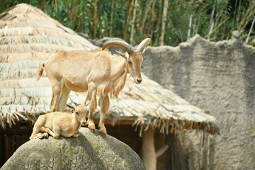 Cabra adulta con su cria sobre una roca.