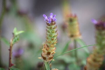 Prunella vulgaris, self-heal, heal-all, woundwort, heart-of-the-earth, carpenter's herb, brownwort and blue curls purple flower growing on the field. Honey and medicinal plants in Europe. drug plants