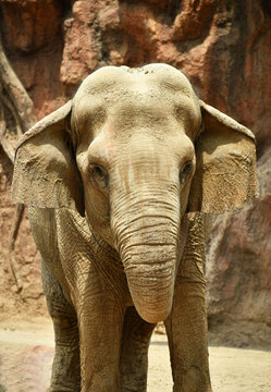 Retrato de un Elefante Asiatico. 
