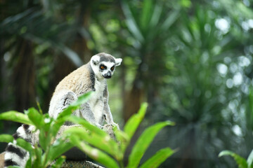 Lemur de cola anillada sentado entre ramas y arboles.