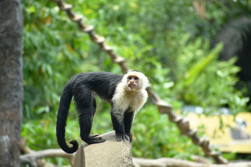 Mono Capuchino parado sobre una roca en el Zoologico.