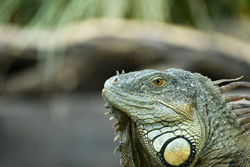 Retrato de un reptil, espacio para texto al lado izquierdo.