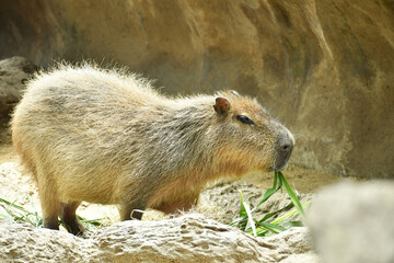Capibara cafe comiendo hierbas.