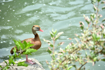 Ave cafe parada a orillas de un estanque, tipo de ave conocida en Guatemala como Pijije. - obrazy, fototapety, plakaty