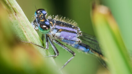 Naklejka premium dragonfly 112