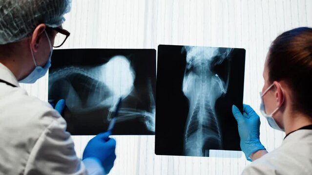 Doctors veterinarian examining cat or dog skeleton roentgen. Man and woman vet analyzing animal bones x-ray close-up. 