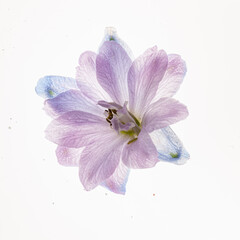 Fototapeta na wymiar delphinium flower isolated on the white background