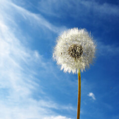 round dandelion against a blue sky with clouds. side view. copy space