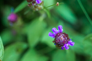 Prunella vulgaris, self-heal, heal-all, woundwort, heart-of-the-earth, carpenter's herb, brownwort and blue curls purple flower growing on the field. Honey and medicinal plants in Europe. drug plants