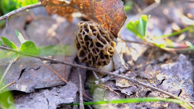 Mushroom Morel close-up. Morel in the grass. spring morel close-up