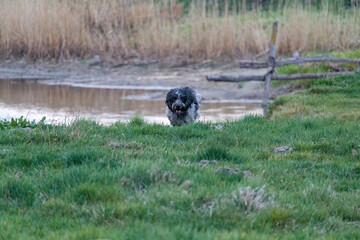 Spaniel went for a walk. Dog for a walk near the river. animal portrait. Puppy. Walking a pet. Nice photo with the dog. An article about pets.