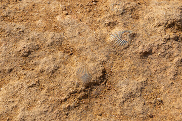 Fossils in a stone on the island of Sicily