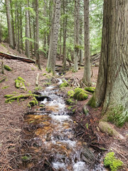 stream in the cedar forest