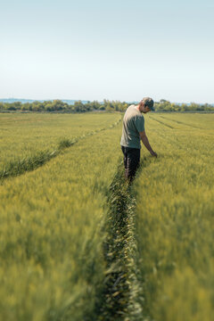 Farmer agronomist in cultivated green barley field looking over crops, vertical image