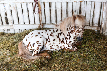 Beautiful pony horse coat marked with brown spots laying down in barn and resting