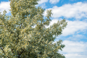 Elaeagnus angustifolia, commonly known as Russian olive is blooming in spring