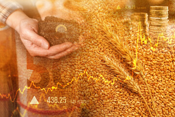 Wheat commodity price increase - obrazy, fototapety, plakaty