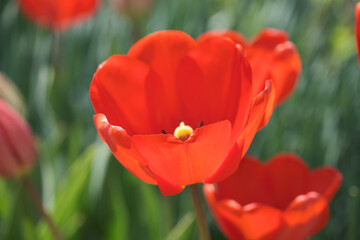 Big flower bed with tulips close up. Spring flowers.