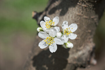Plum blossom Flower. Blurred plum tree background in bloom in spring