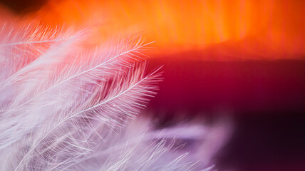 dekoracyjne białe pióra na kolorowym tle  © Marcin C