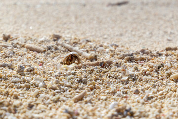 Fototapeta na wymiar Hermit crab on a beach in Maldives