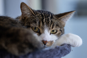 wpatrzony kot domowywyleguje się na drapaku