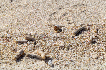 Hermit crab on a beach in Maldives