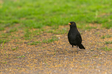 Männliche Amsel bei der Futtersuche auf dem Boden