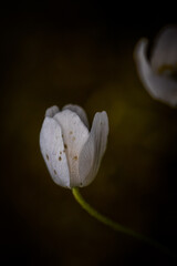 biały kwiat na ciemnym tle w makro zbliżeniu