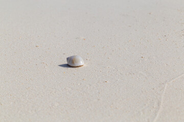 Hermit crab on a beach in Maldives